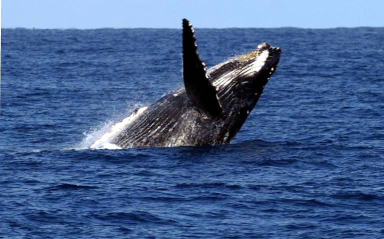 Baleia jubarte na região de Abrolhos, na costa da Bahia