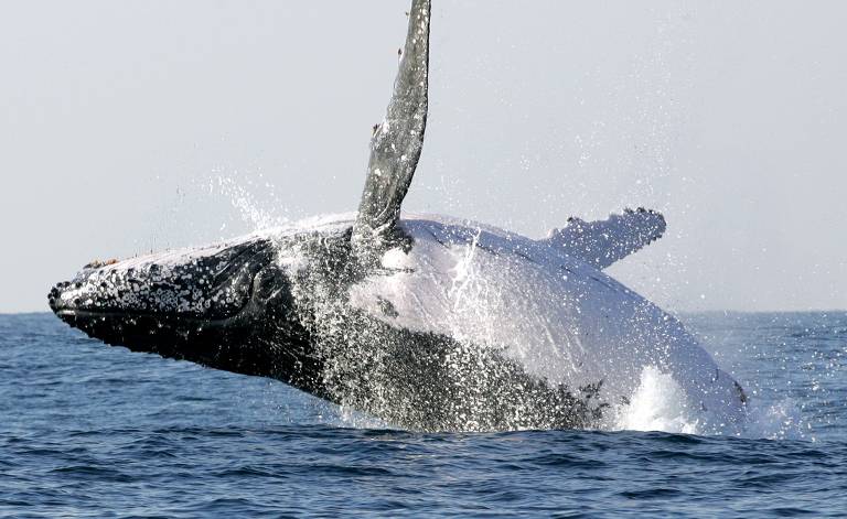 Baleia-jubarte dá salto na costa da África do Sul
