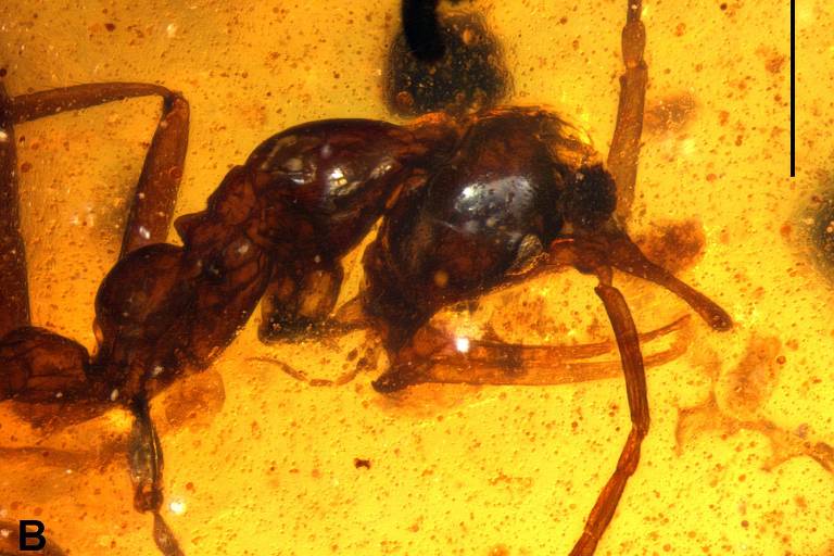 Formigas gigantes mergulhadas em uma composição amarelada