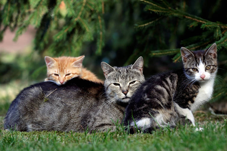 Petz realiza campanha de castração de gatos em nove estados
