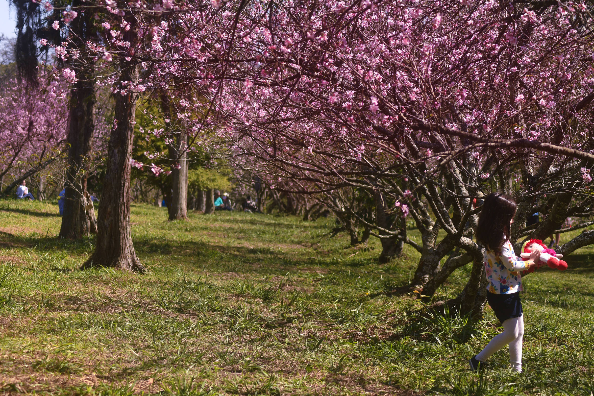 Com atraso, cerejeiras do parque do Carmo, em SP, começam a florir e