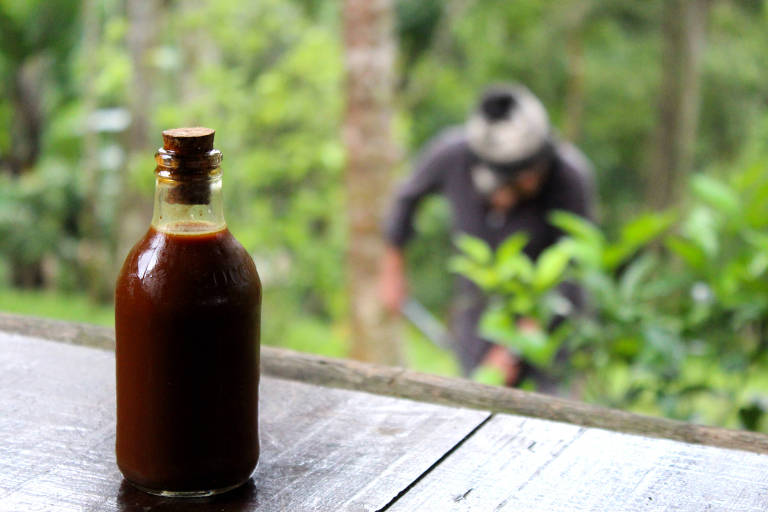  Bebida sagrada ayahuasca, preparada com folhas de chacrona, na Aldeia Lobo Velho 