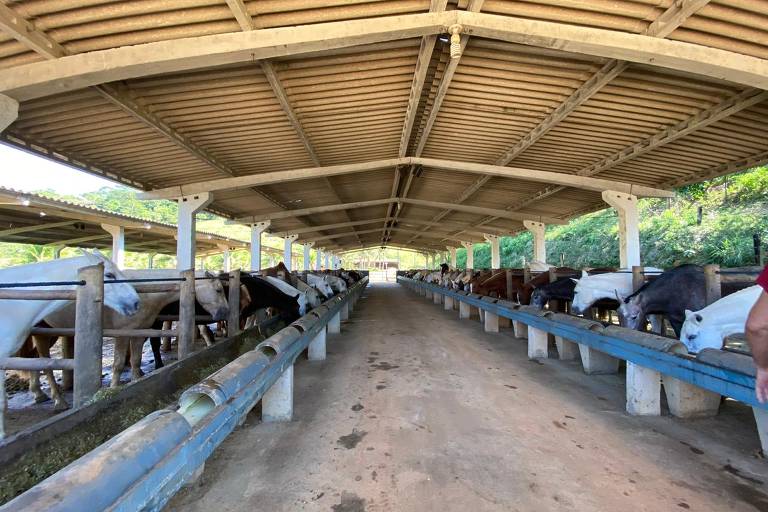 Soro obtido a partir do sangue de cavalos pode ter anticorpos neutralizantes contra o coronavírus até cem vezes mais potentes do que os de plasma de pessoas que tiveram a Covid-19, mostra estudo inédito brasileiro