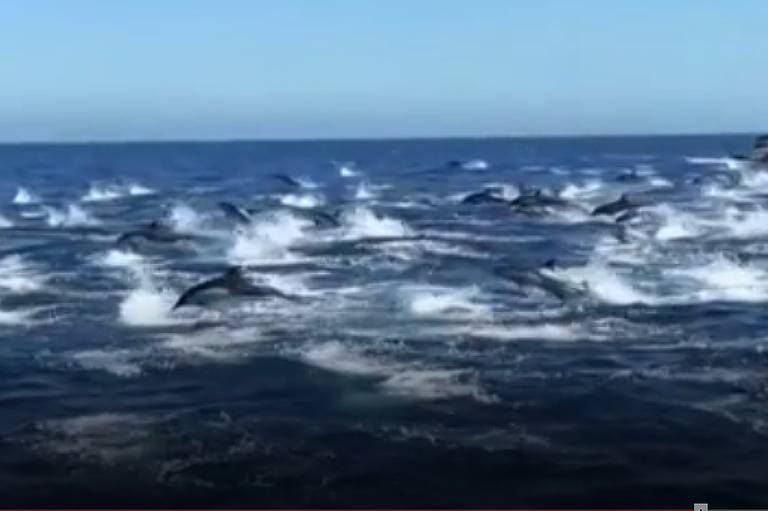  Capitão Dave Anderson flagra cerca de 300 golfinhos no sul da Califórnia.