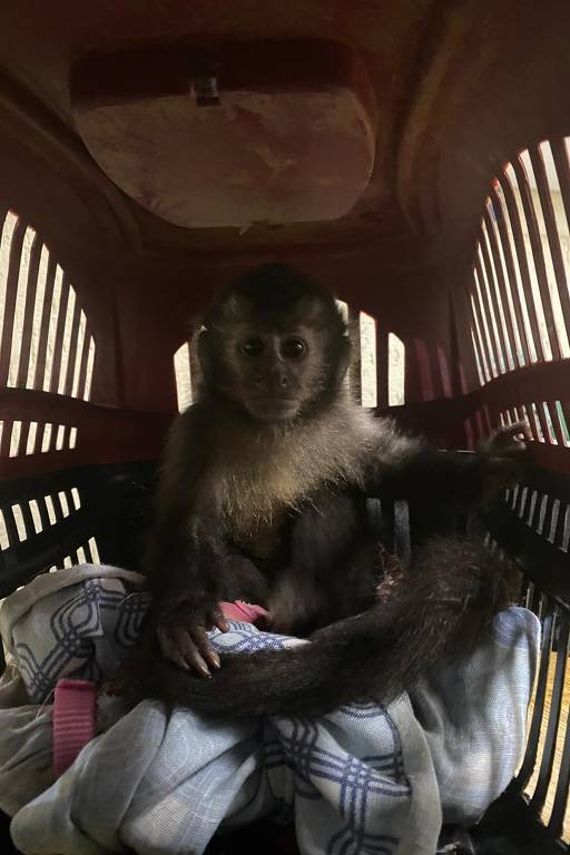 Polícia apreende três filhotes macacos-prego em carro de empresário na zona norte da capital paulista 