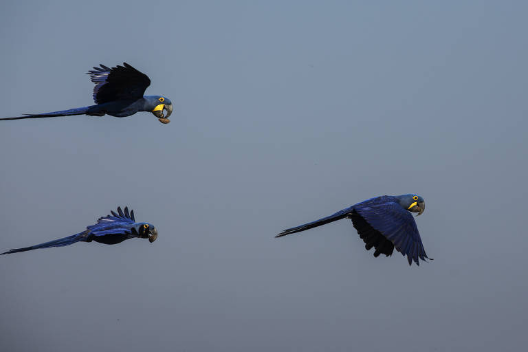 Fogo no Pantanal destrói maior refúgio mundial de araras-azuis