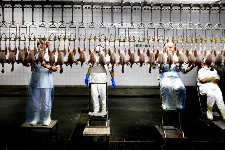 Hong Kong libera compra de carne de frango da Aurora, diz associação