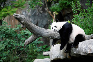 FILE PHOTO: Giant panda Mei Xiang enjoys her afternoon nap at the National Zoo in Washington