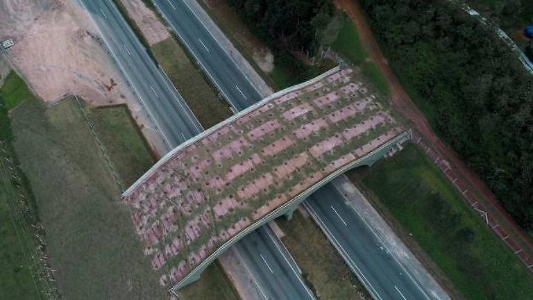Viaduto tem espécies típicas da Mata Atlântica