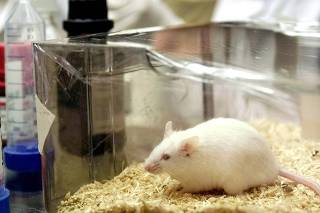FILE PHOTO OF A MOUSE IN A ROME LABORATORY