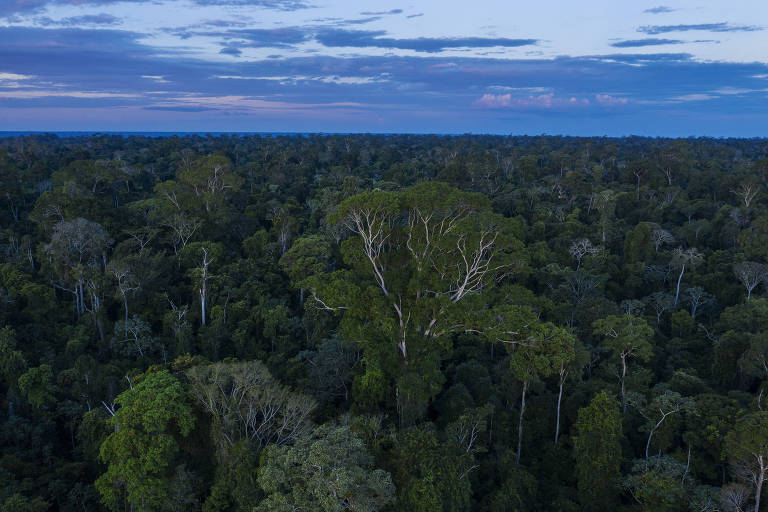 A floresta é a infraestrutura da Amazônia, propõem ONGs em carta a presidenciáveis