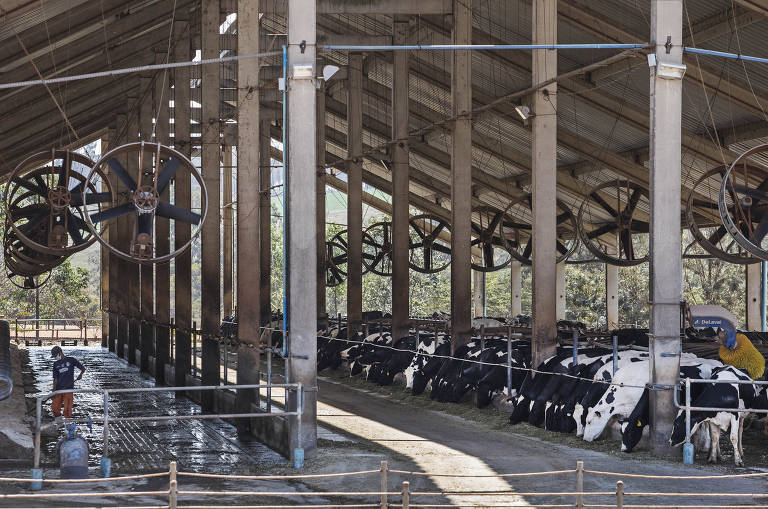 As vacas leiteiras da Fazenda Agrindus, em Descalvado, no interior de São Paulo, ficam em galpões arejados, com ventiladores e spray de água; o bem-estar dos animais aumenta sua produtividade 