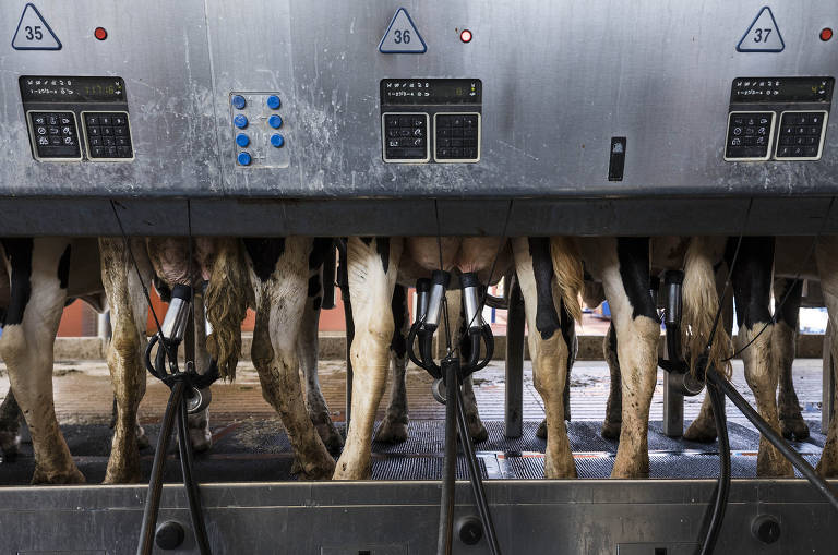 As três ordenhas diárias na Fazenda Agrindus são feitas em uma sala mecanizada; o leite não tem contato humano, sai direto das vacas até o tanque de refrigeração por meio de tubulação subterrânea 