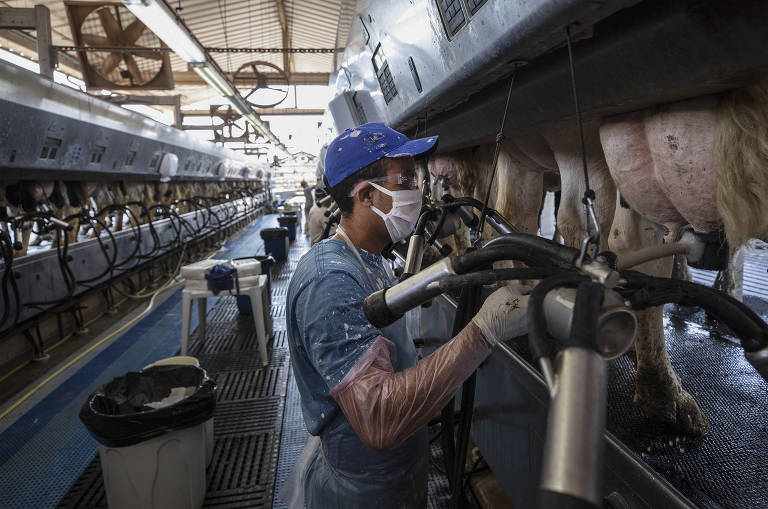 Funcionário da fazenda Leite Letti, em Descalvado, no interior paulista, usa ordenhadeira mecânica para tirar leite de uma vaca, em um galpão climatizado