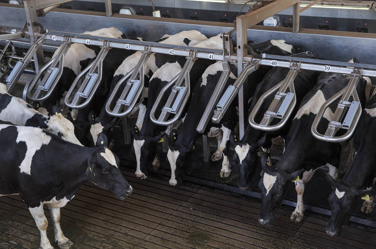 Na sala de ordenha mecanizada, as vacas são liberadas automaticamente por portas que se levantam após a extração do leite na Fazenda Agrindus