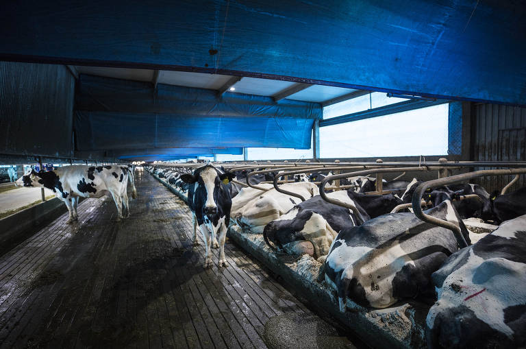 Vacas descansam em suas baias forradas com areia no galpão termoacústico da Fazenda Agrindus, no interior de São Paulo; ambiente é refrescado por túnel de vento e spray de água 