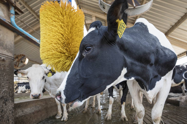 As vacas do rebanho especial A2A2, que produz leite sem proteína que causa desconforto gastrointestinal, passam por coçador no galpão em que ficam, na Fazenda Agrindus (SP)