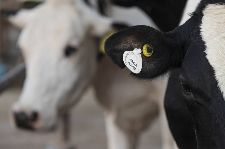 As vacas do rebanho especial, as da linhagem A2A2, que produzem leite sem proteína que causa desconforto gastrointestinal, recebem marcação na orelha na Fazenda Agrindus (SP)