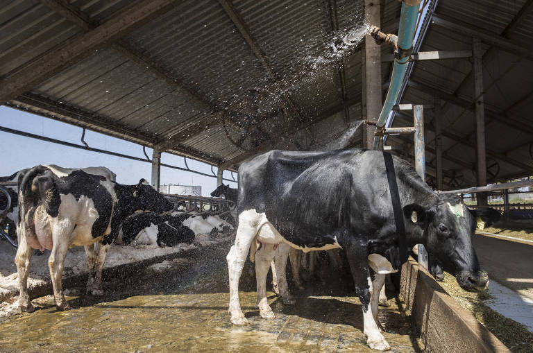 Spray de água ajuda a refrescar as vacas no galpão da Fazenda Agrindus (SP); bem-estar dos animais ajuda a ampliar produção de leite
