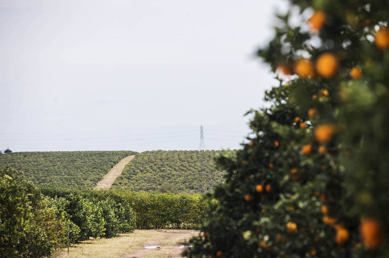 Empresa vê demanda por laranjas crescer com a pandemia