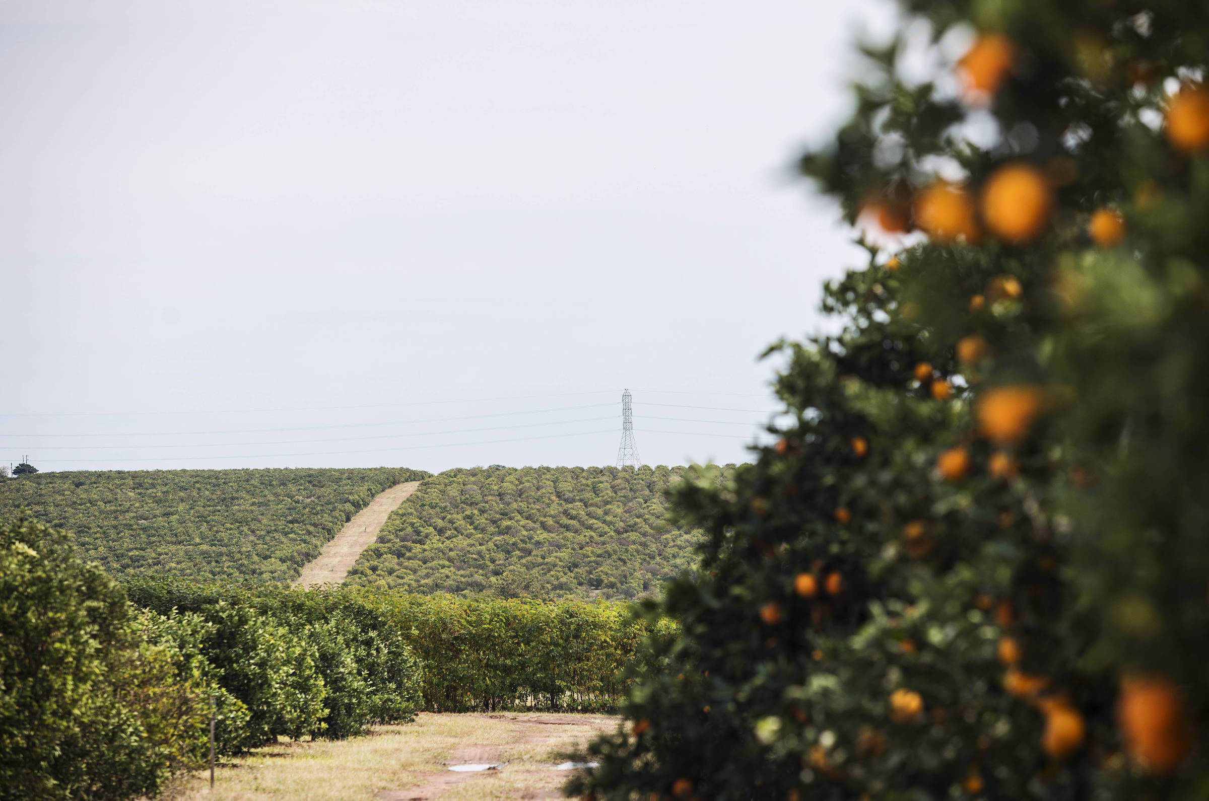 30% das exportações de SP para os EUA são do agro
