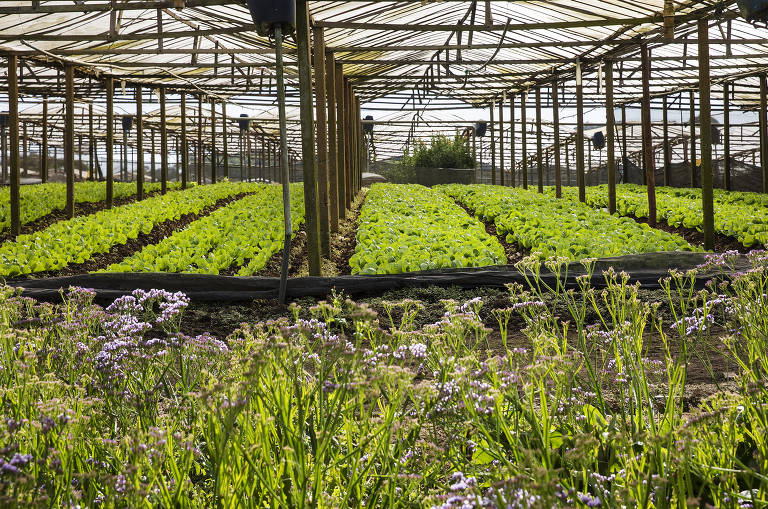 Produtor troca flores por verduras diante de baixa demanda na pandemia