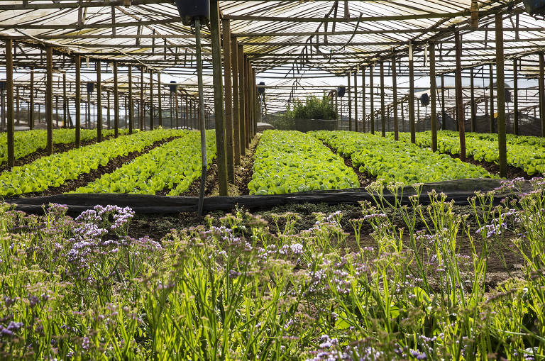 Plantação dividida entre flores azuis de um lado e chicórias do outro, cobertas por estufa