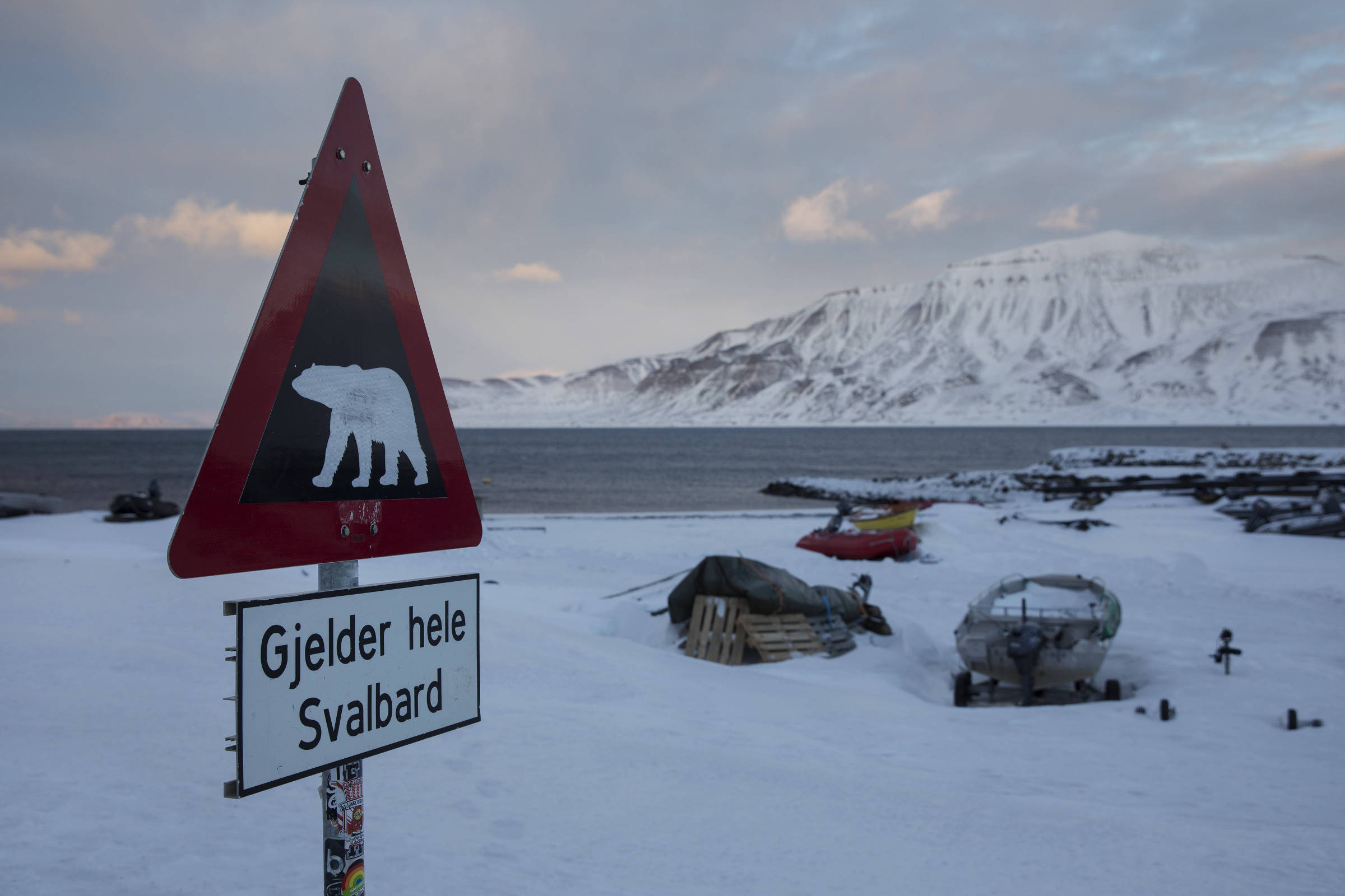 Ataque de urso polar: pensei que era o fim