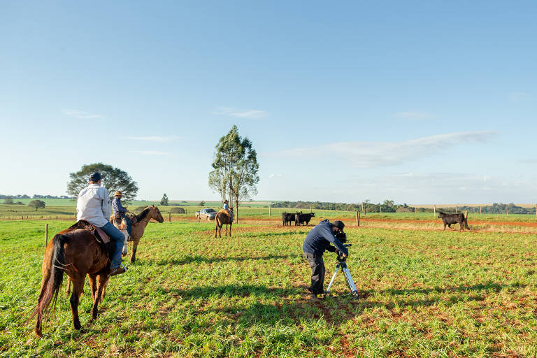 Equipe filma e fotografa animais da Fazenda Angus Rio da Paz, do proprietário Antônio Zancanaro, em Cascavel (PR), para a realização de leilão virtual 