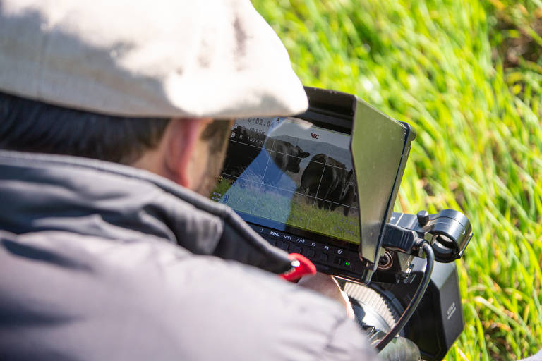 Cinegrafista observa pela câmera imagens dos animais da Fazenda Angus Rio da Paz, que serão leiloados online 