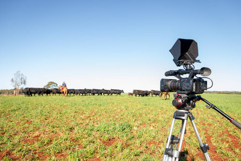 Câmera é posicionada para filmar rebanho da Fazenda Angus Rio da Paz, do proprietário Antônio Zancanaro, de Cascavel (PR), para leilão virtual