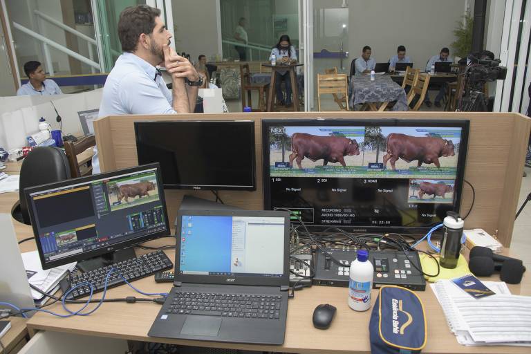 Bastidores do 11º Leilão Genética Senepol, realizado virtualmente por analistas da Estância Bahia Leilões, em Cuiabá