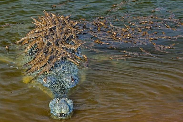 Filhotes de crocodilo gavial presos ao dorso de animal adulto