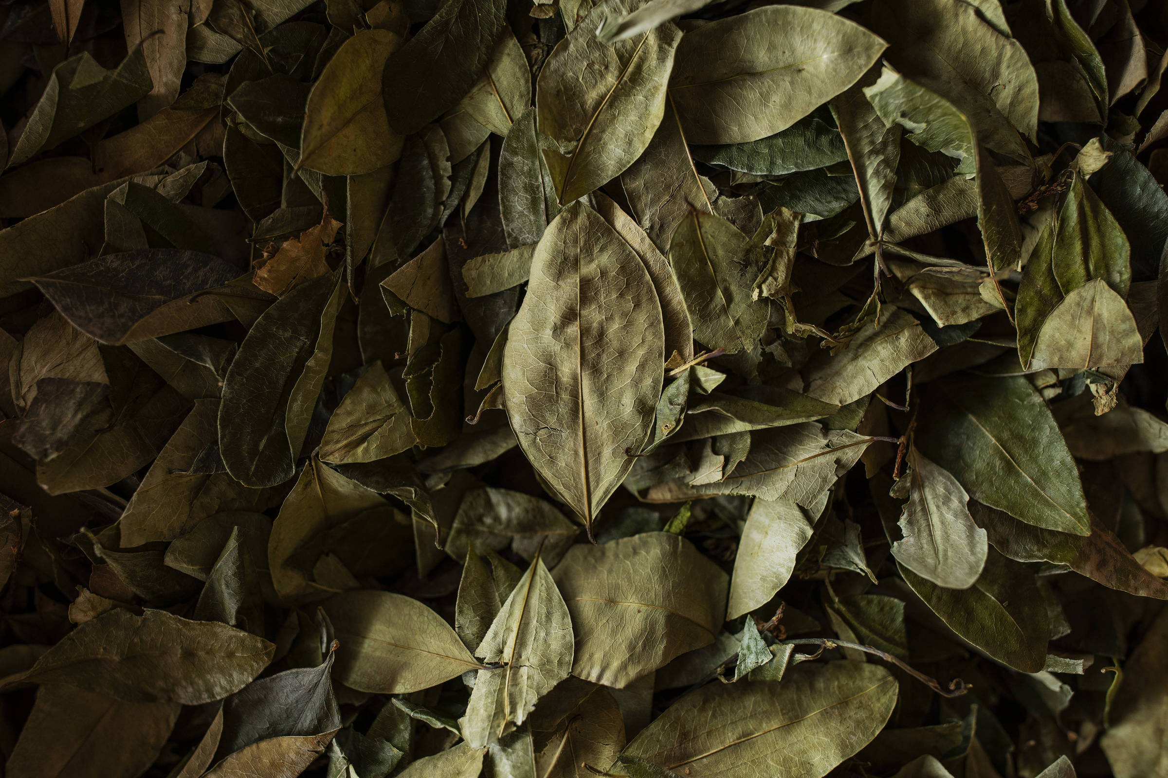 Folhas de coca no mercado em Chimoré, na região do Chapare