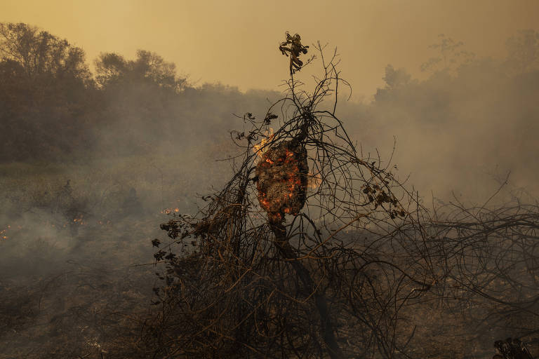 O Pantanal está pegando fogo