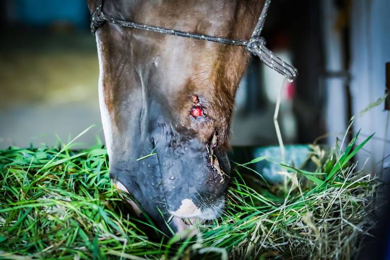 O enigma dos cavalos mutilados na França rural, Internacional