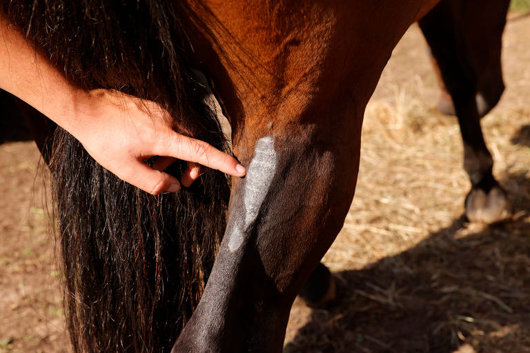 O enigma dos cavalos mutilados na França rural, Internacional