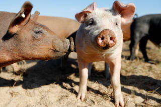 Crossbreeds of duroc and saddle pigs are pictured at a outdoor organic farm in Bad Belzig