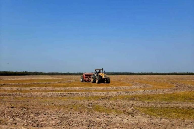 trator em uma lavoura de arroz