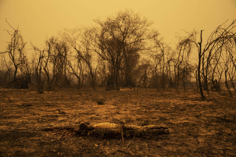 Crises social e ambiental convergem sobre Mato Grosso em ano de queimada recorde no Pantanal
