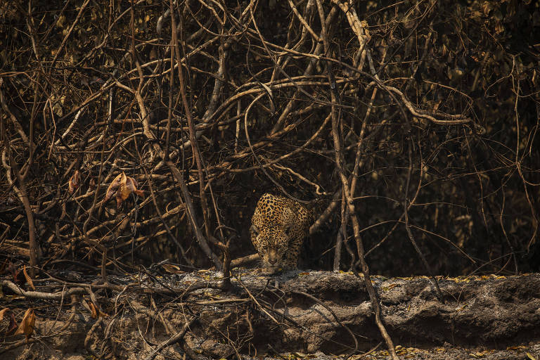 Onça-pintada descansa em área queimada às margens do rio Três Irmãos,  no Parque Estadual  Encontro das Águas, no Pantanal
