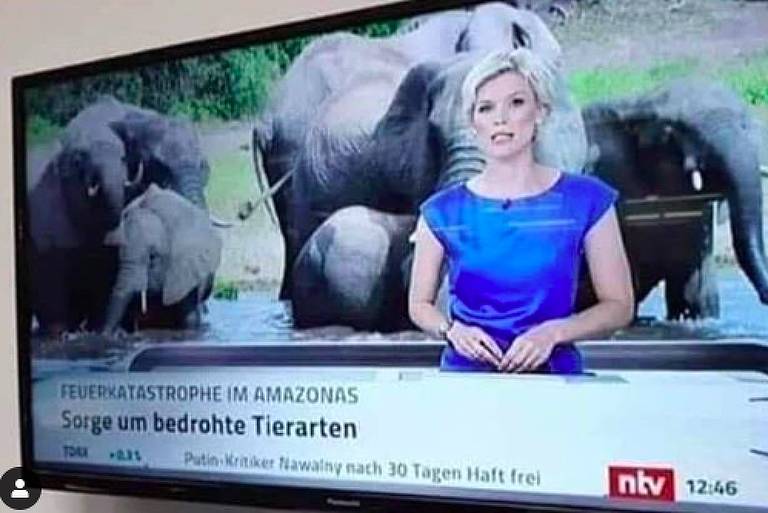 Foto de televisão que mostra a imagem da apresentadora com imagem de elefantes ao fundo