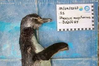Pinguim-de-Magalhães foi encontrado morto