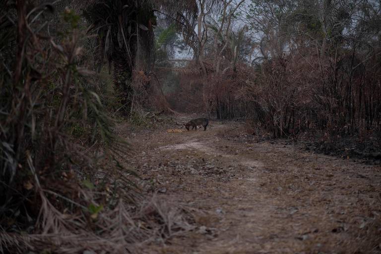 Fogo no Pantanal ameaça vida animal na região; veja fotos de hoje