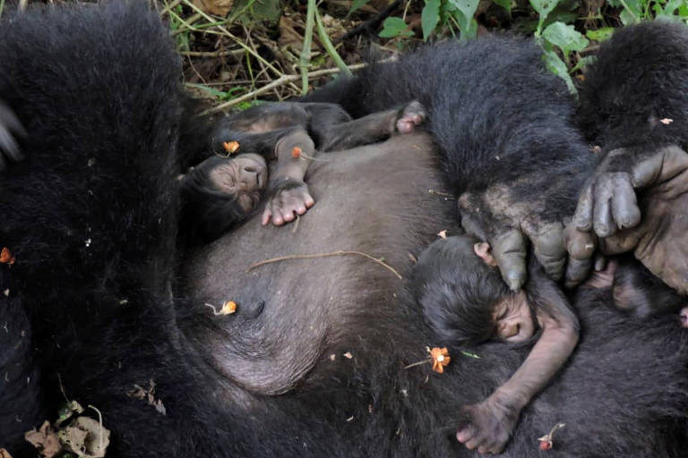 Gorila carrega seus filhotes no Virunga National Park,  na República Democrática do Congo