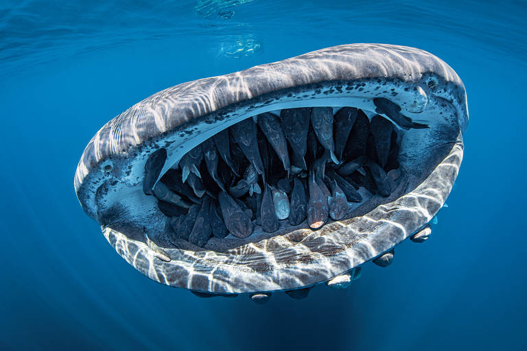 Veja as melhores fotos submarinas do mundo em 2020