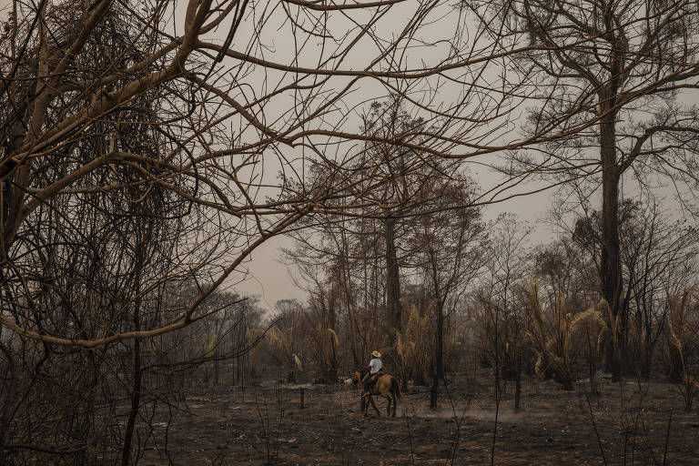 Fazendeiro perde 6.000 hectares no Pantanal
