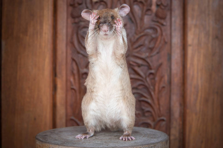 Rato Magawa ganha prêmio de bravura animal no Reino Unido