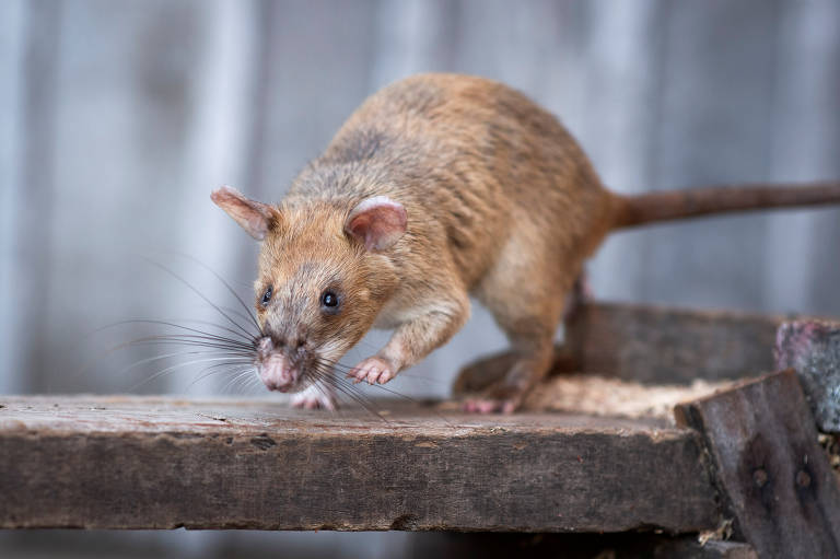 Magawa, o rato que deteta minas, ganhou uma medalha de ouro - ZAP Notícias