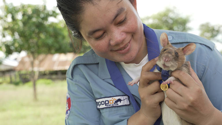 Magawa, o rato 'herói' que detecta minas terrestres se aposenta com honras  no Camboja - BBC News Brasil